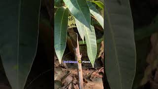 viralvideo beautifulplants gardening harvesting homegardening fruitplant organicgarden [upl. by Idur]