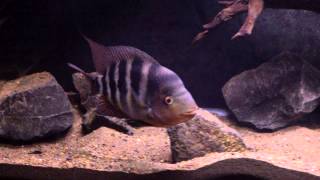 CICHLID PROFILE AMPHILOPHUS HOGABOOMORUM [upl. by Drisko]