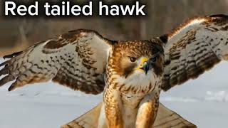 Red tailed hawkred tailed hawk information in Englishred tailed hawk foodred tailed hawk bird [upl. by Kata]