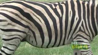 Act Wild for Grevys Zebras [upl. by Bayly480]