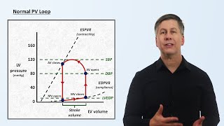 The Cardiac Cycle and PV Loops [upl. by Hauge]