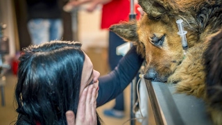 DOG BRUTALLY TORTURED IN ROMANIA  but is rescued by Vets amp saved [upl. by Aicrag110]