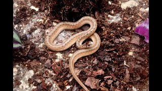 DeKays Brown Snake in my garden beneficial little snake eats beetles worms and snails [upl. by Eiramnna932]