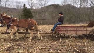 Draft mule team for sale MUST see  Working team  Watch them spread manure in this video [upl. by Nelsen]