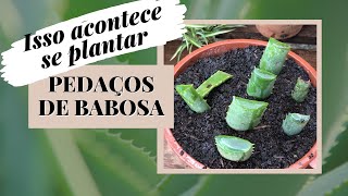 BABOSA  Aloe vera  Funciona plantar pedaços das folhas [upl. by Christis]