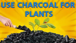 CHARCOAL hacks in GARDENING Surprising CHARCOAL benefits for plantHow to use CHARCOAL in GARDENING [upl. by Paget]