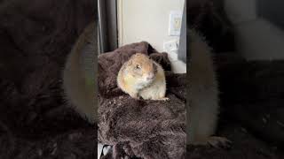 Poppy and Paxton the Prairie Dogs are live [upl. by Tadd69]