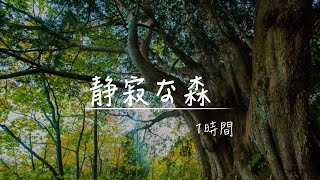 【立体音響・睡眠用BGM】静寂な森で眠る！「鳥のさえずりと川の音」作業 睡眠 読書 瞑想 ヨガ 勉強用BGM [upl. by Helbon]