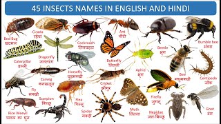 Insects names in English amp Hindi  Insects Vocabulary  English Vocabulary  Hindi Vocabulary [upl. by Also416]