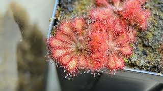 Drosera sp quotLantau Islandquot [upl. by Mailiw]