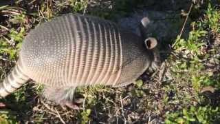 Curious armadillo jumps when poked [upl. by Domenico463]