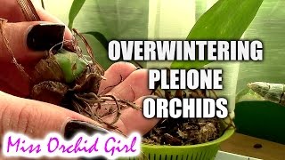 Overwintering Pleione Orchids [upl. by Nnylaehs]