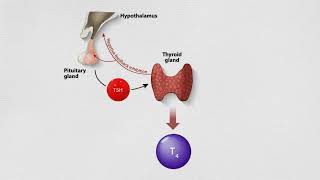 Thyroid Function Tests what your results can mean [upl. by Gaulin712]