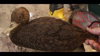 Wood Carving Green Wing Teal [upl. by Acemaj413]