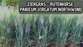 Ziergäser  Rutenhirse mit toller Herbstfärbung  Panicum virgatum Northwind [upl. by Mirth]