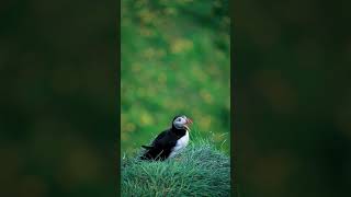 life of an atlantic puffin in iceland [upl. by Mikah315]