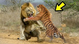 EL PODER DEL TIGRE vs LEÓN  León Vs Tigre ¿Quién es más fuerte [upl. by Yeblehs]