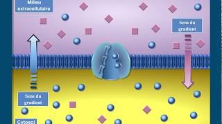 Que sont les transports membranaires [upl. by Claire508]