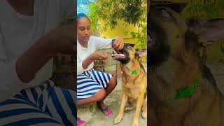 Dog ki Deworming kaise karen  gsd deworming doglover deworming petlover [upl. by Thera]