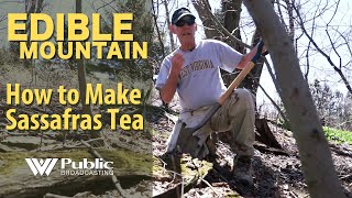 EDIBLE MOUNTAIN  How To Make Sassafras Tea [upl. by Ahsinna640]