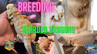 Breeding Bearded Dragons [upl. by Santiago782]