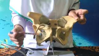 Anatomi Tulang Panggul Pelvis V1 [upl. by Parish]