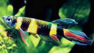 Epiplatys annulatus  Rocket  Clown Killifish   Breeding group for sale at Tyne Valley Aquatics [upl. by Eugeniusz]