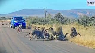 Leopard Attacks Baboon Herd  Baboon VS Leopard LeopardBaboon [upl. by Adnohsat]