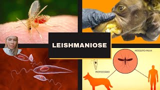 Leishmaniose [upl. by Jodee]