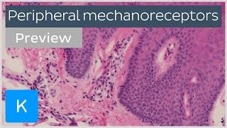 Peripheral mechanoreceptors preview  Human Histology  Kenhub [upl. by Salguod177]