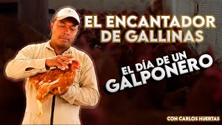 ¿Cómo trabaja un GALPONERO GALLINAS PONEDORAS [upl. by Yajeet]