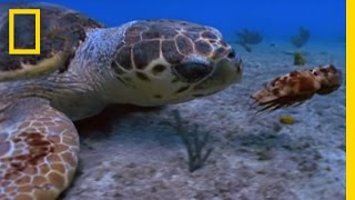 Loggerhead vs Lobster  National Geographic [upl. by Aligna398]