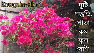 2 TRICKS to leafless amp Increase Flowering of Bougainvillea [upl. by Mirak]