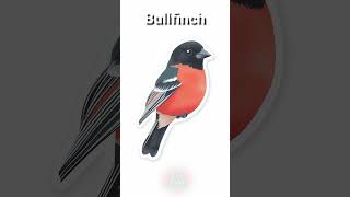 Bullfinch English learning Birds names shorts [upl. by Merp]