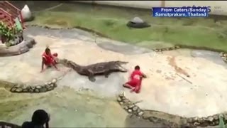 Crocodile bites down onto trainers head [upl. by Asilram]