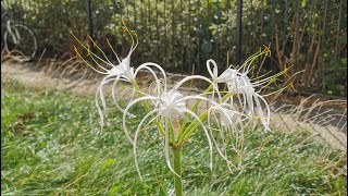 Hymenocallis littoralis the Beach Spider Lily exotic looking beautifully scented and easy to grow [upl. by Aliekahs992]