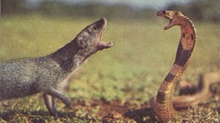 VIDEO Cobra Vs mongoose fight caught on camera  INDIA [upl. by Zephaniah400]