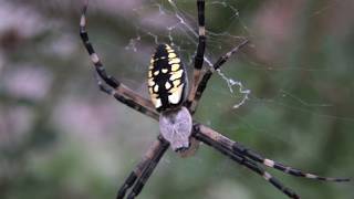 ⟹ Black and Yellow Garden Spider  Argiope aurantia  A spider in my peppermint patch [upl. by Enairda148]