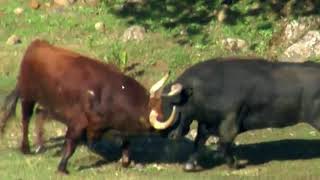 BULLS FIGHTING WITH EACH OTHER [upl. by Andy746]