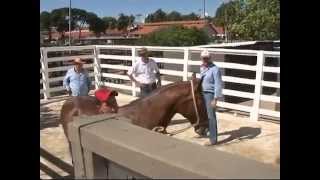 34ª EXPOSIÇÃO NACIONAL – CHEGADA DOS ANIMAIS [upl. by Navac]