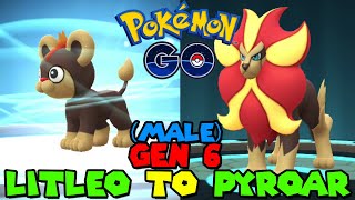 Evolving LITLEO to PYROAR in Pokemon Go Male  Gen 6 Kalos Celebration Event [upl. by Tonia824]