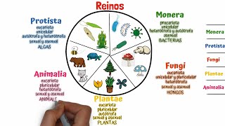 Clasificación de los seres vivos Taxonomía [upl. by Enahsal366]