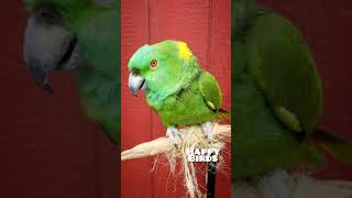 Korbel the Parrot Crying [upl. by Peddada]