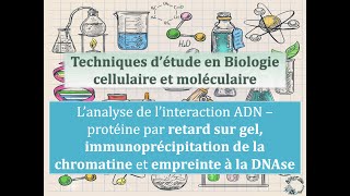 Fiches techniques Analyse de linteraction ADNprotéine par retard sur gel ChiP et empreinte DNAse [upl. by Ellene]