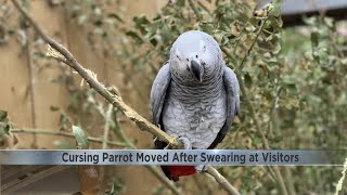 Parrots get separated after swearing at zoo visitors [upl. by Allene]