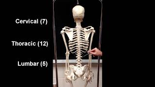 Anatomy of the Axial Skeleton [upl. by Eentihw]