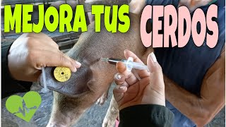 Desparacitación y Vitaminización de LECHONES 🐷  ¿Como inyectarlos💉  Mi Proyecto Porcino 🐷👩🏻‍🌾 [upl. by Towroy]