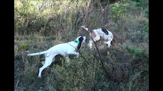 Chasse du lièvre aux chiens courants [upl. by Wassyngton69]