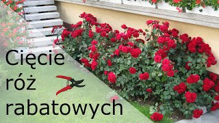 Jak przycinać róże rabatowe wiosną [upl. by Routh]