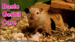 My Basic Gerbil Care Set Up [upl. by Ilka]